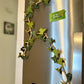 aldorian™-🍃 3D Printed Magnetic Ivy Faux Plant Fridge Magnet