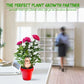 🐦Automatic Flower Drinker Type Birdie✨BUY 2 GET 1 FREE🔥（3pcs）