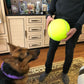 49% OFF🔥Giant Tennis Balls: The Perfect Toy for Dogs